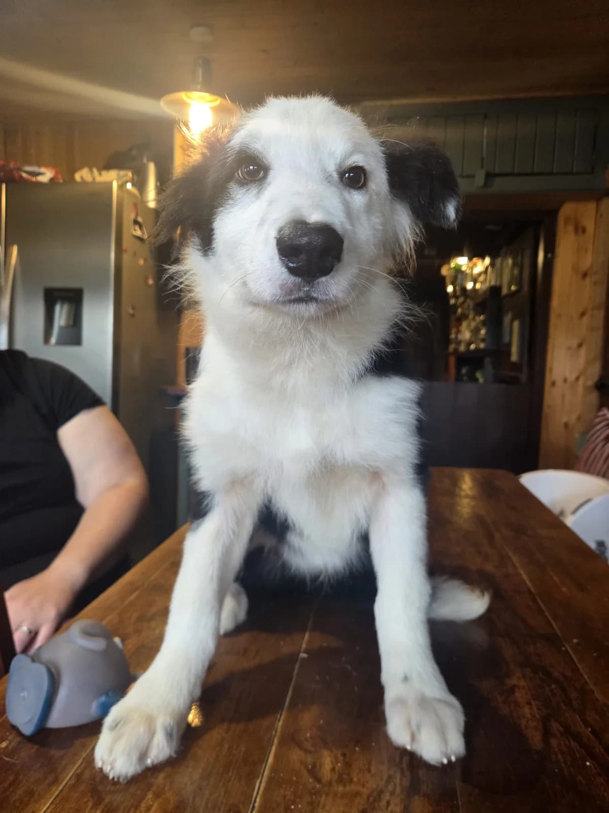 Charlie, male puppy Border Collie for adoption at Hundar Utan Hem, Stockholm