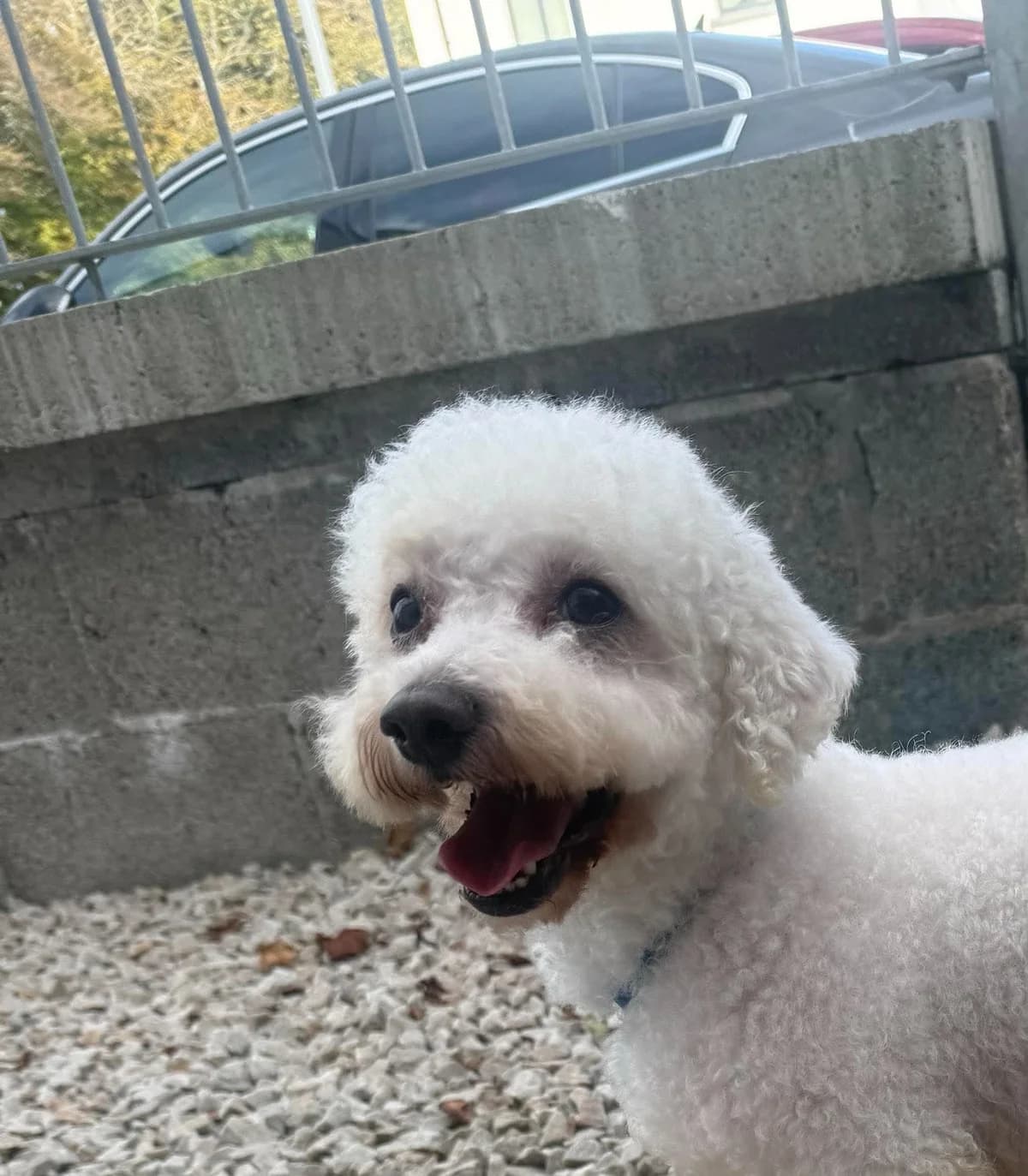 Charlie, male 3yo Bichon Frisé for adoption at Hundar Utan Hem, Stockholm