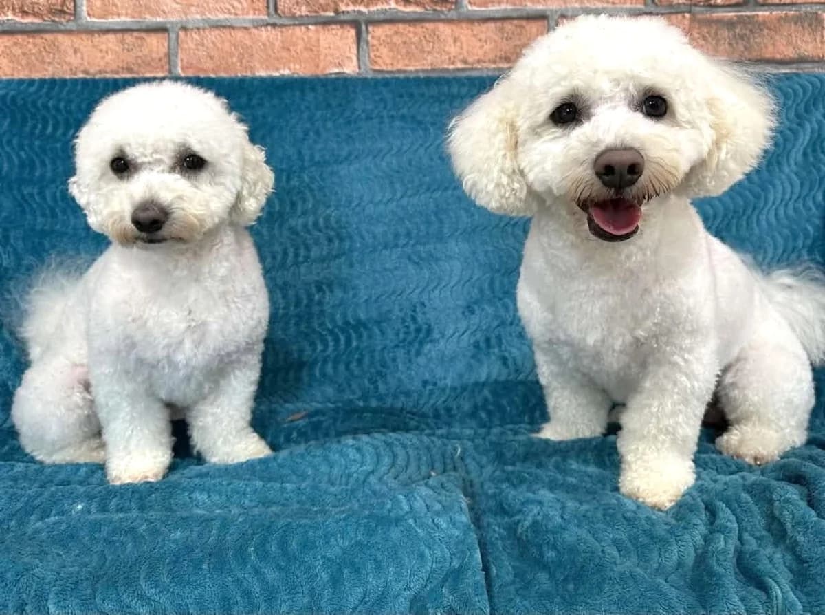 Charlie, male 3yo Bichon Frisé for adoption at Hundar Utan Hem, Stockholm