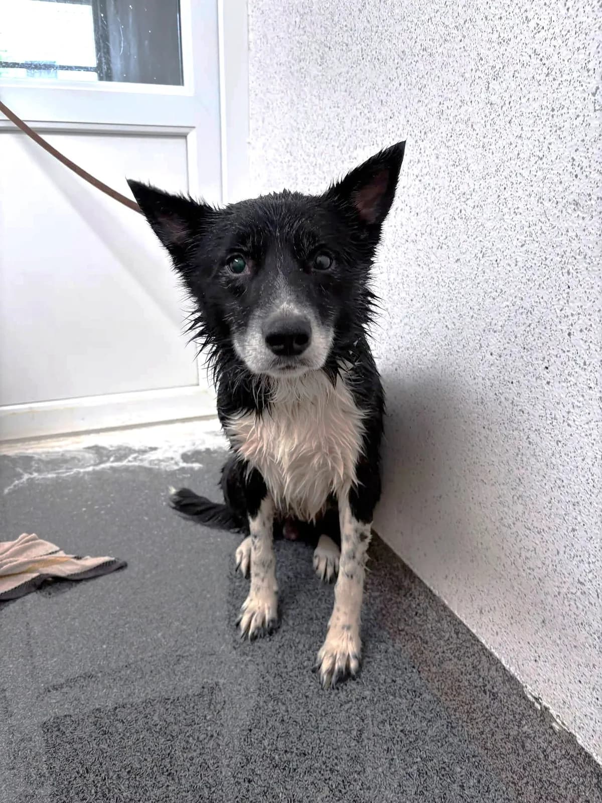 Cormac, male 4yo Border Collie for adoption at Hundar Utan Hem, Stockholm
