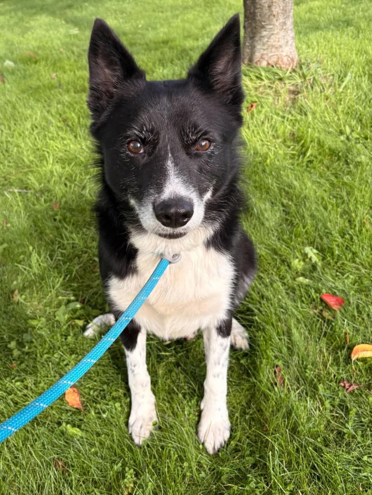 Cormac, male 5yo Border Collie for adoption at Hundar Utan Hem, Stockholm