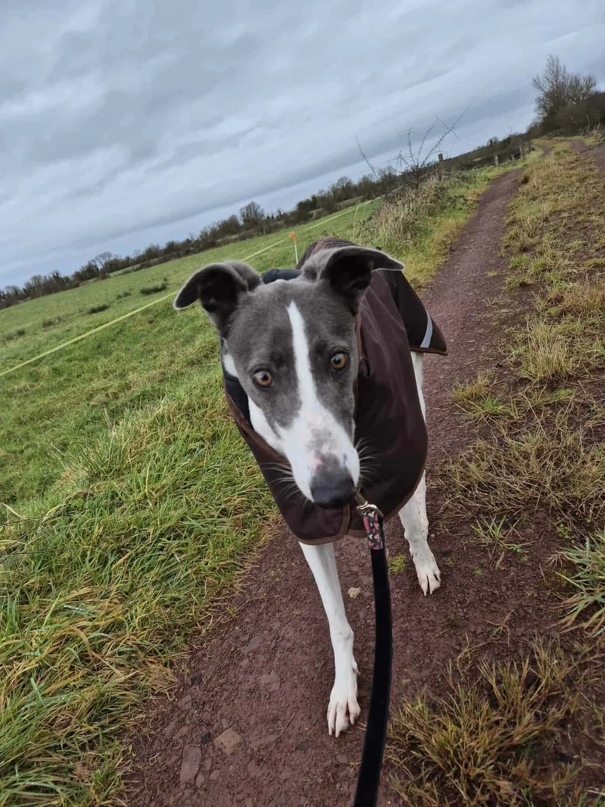 Dayna, female 3yo Lurcher for adoption at Hundar Utan Hem, Stockholm