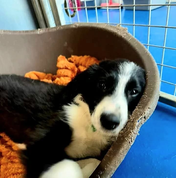 Devon, male puppy Border Collie for adoption at Hundar Utan Hem, Stockholm