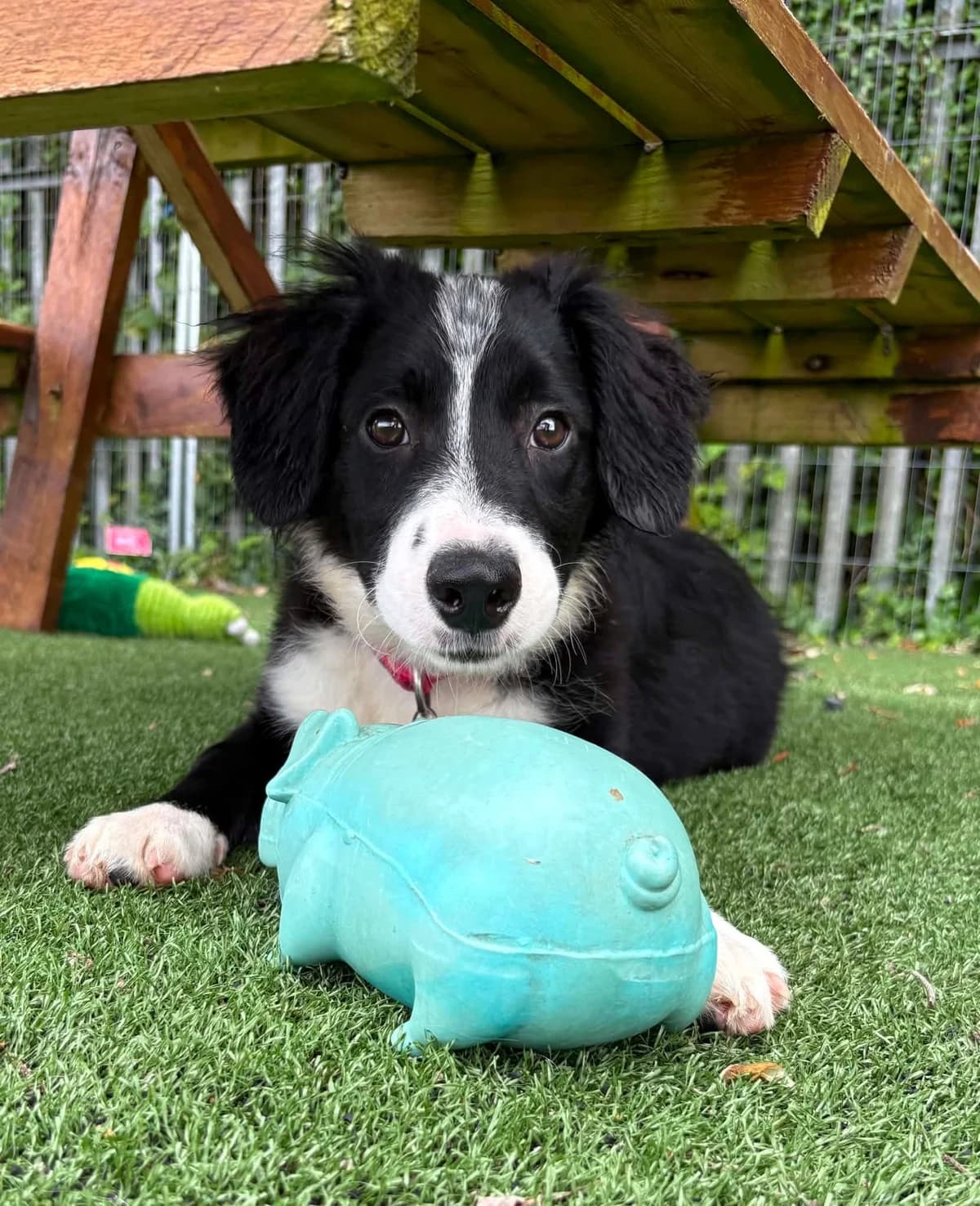 Dexter, male puppy Border Collie for adoption at Hundar Utan Hem, Stockholm