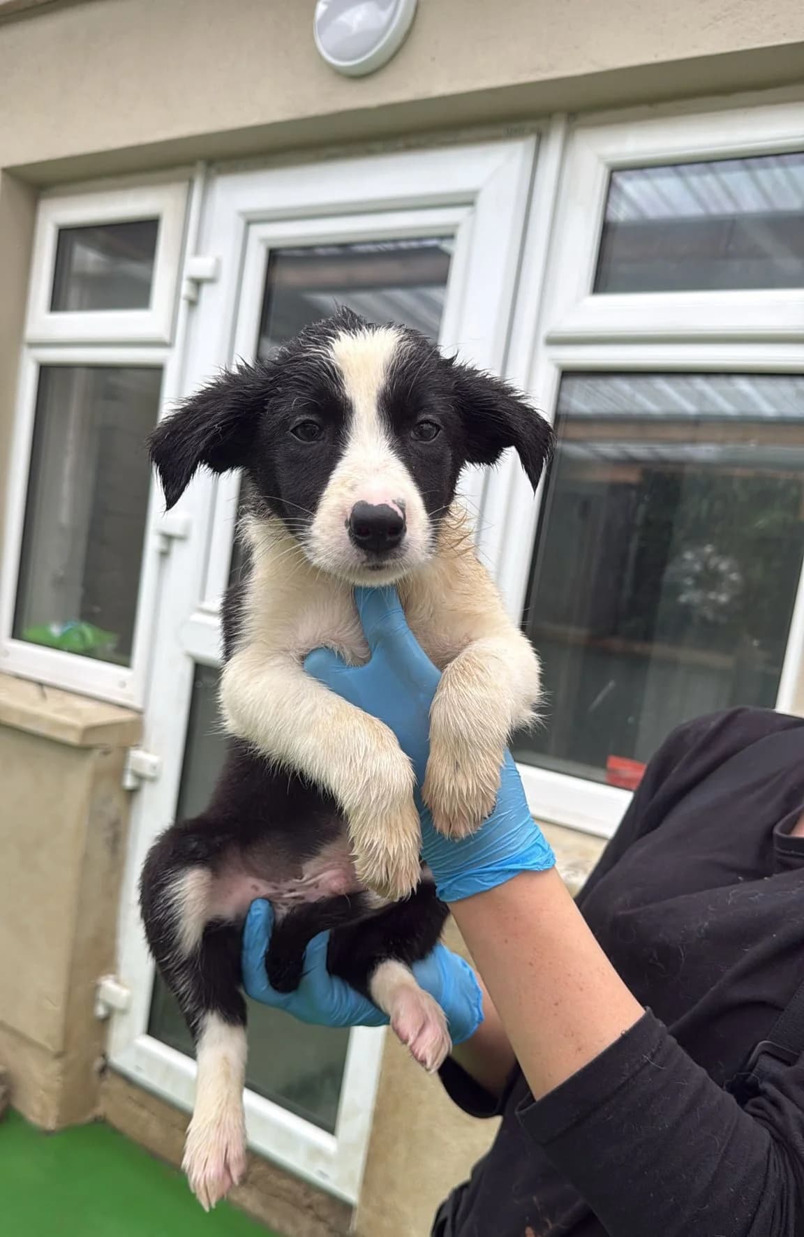Dinny, male puppy Border Collie for adoption at Hundar Utan Hem, Stockholm