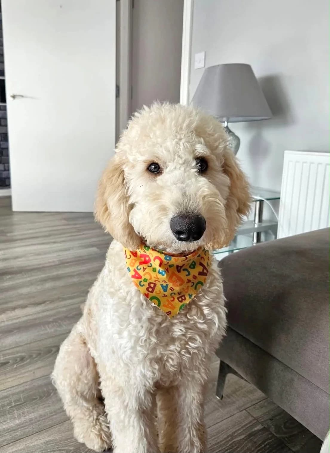 Dood, male 4yo Golden Retriever for adoption at Hundar Utan Hem, Stockholm