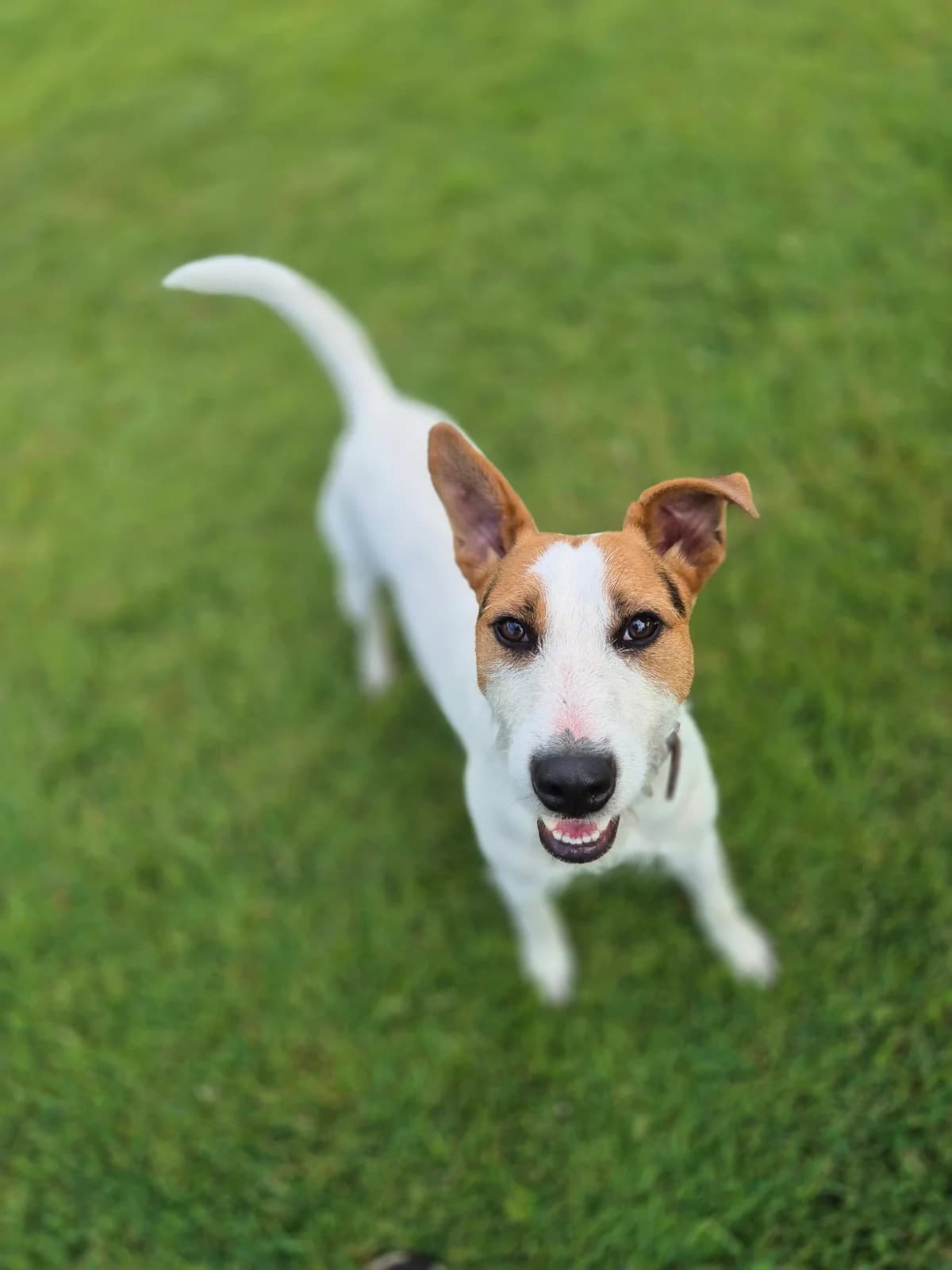 Dude, male young mixed breed for adoption at Hundar Utan Hem, Stockholm