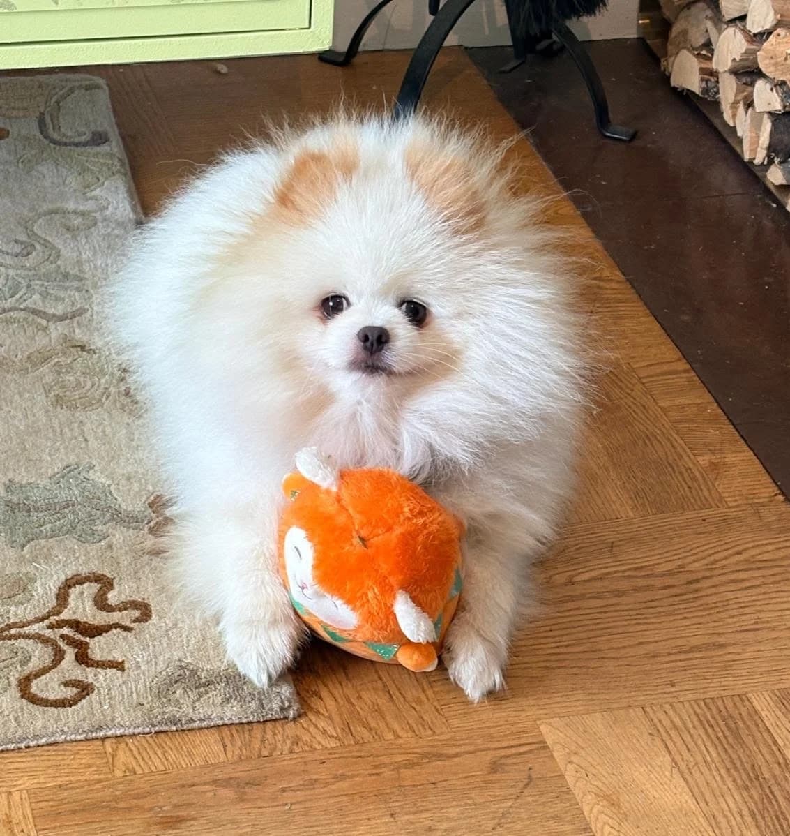 Edgar, male 5yo Pomeranian for adoption at Hundar Utan Hem, Stockholm