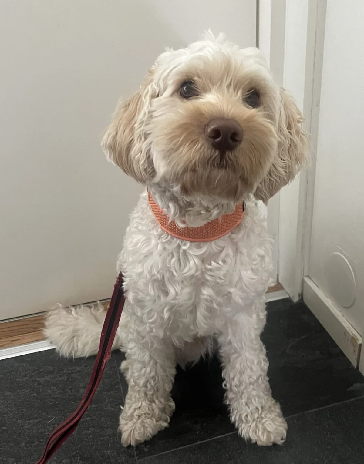Elvis, male 5yo Cocker Spaniel for adoption at Hundar Utan Hem, Stockholm