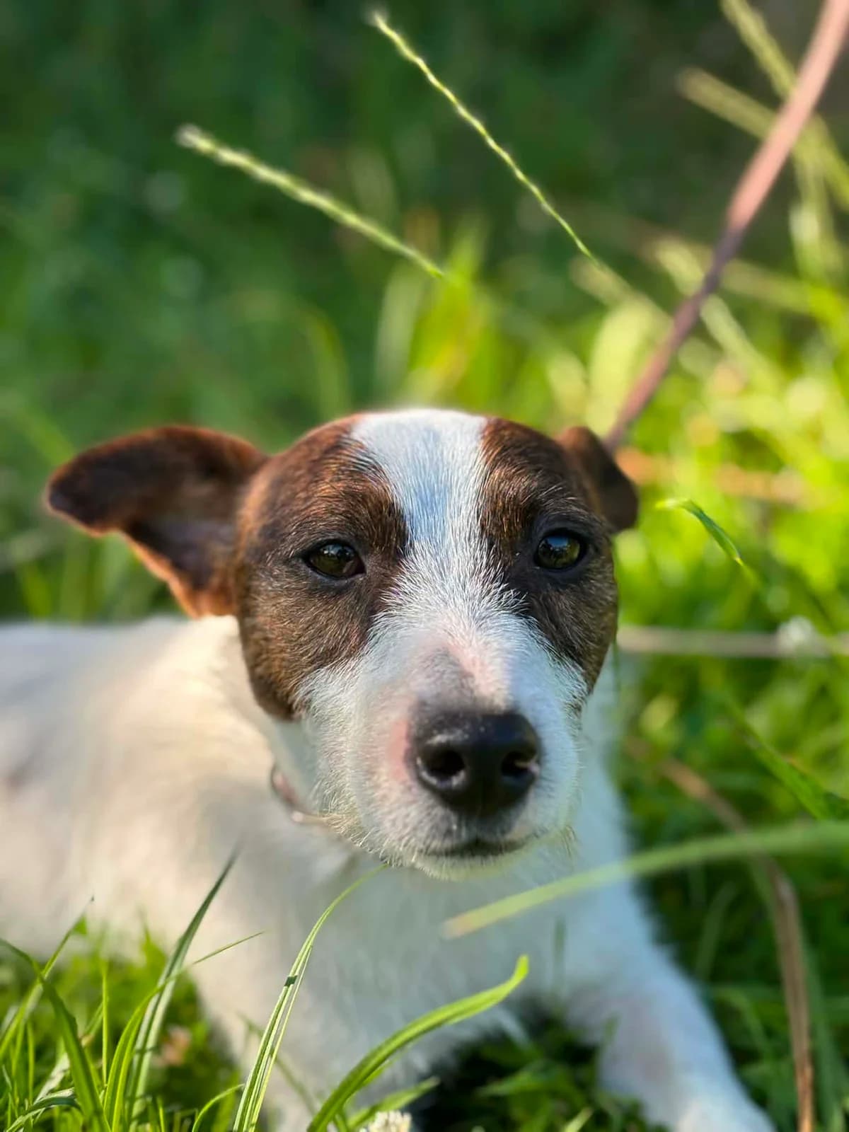 Francis, male young Jack Russell Terrier for adoption at Hundar Utan Hem, Stockholm