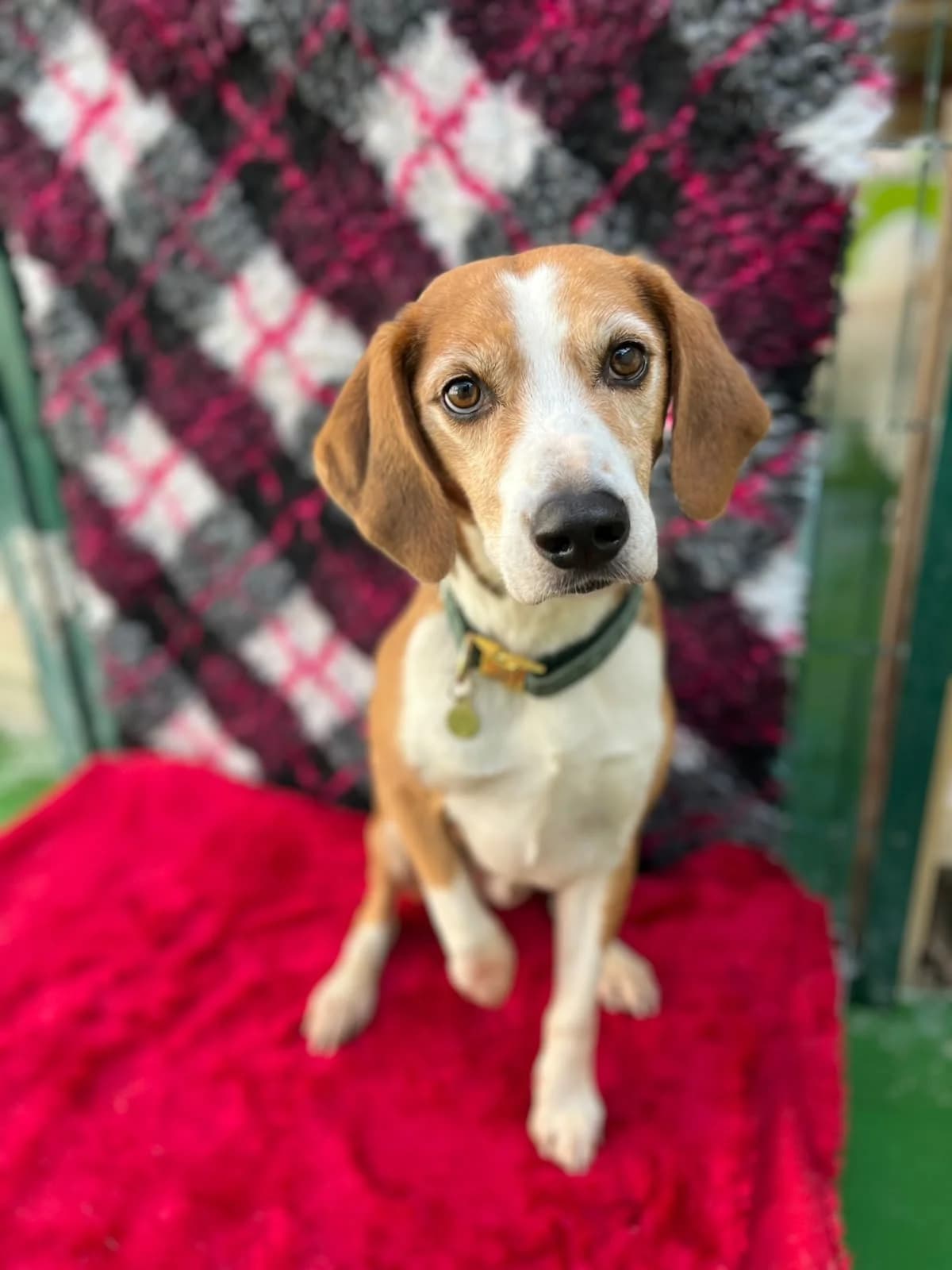 Frodo, male senior Beagle for adoption at Hundar Utan Hem, Stockholm