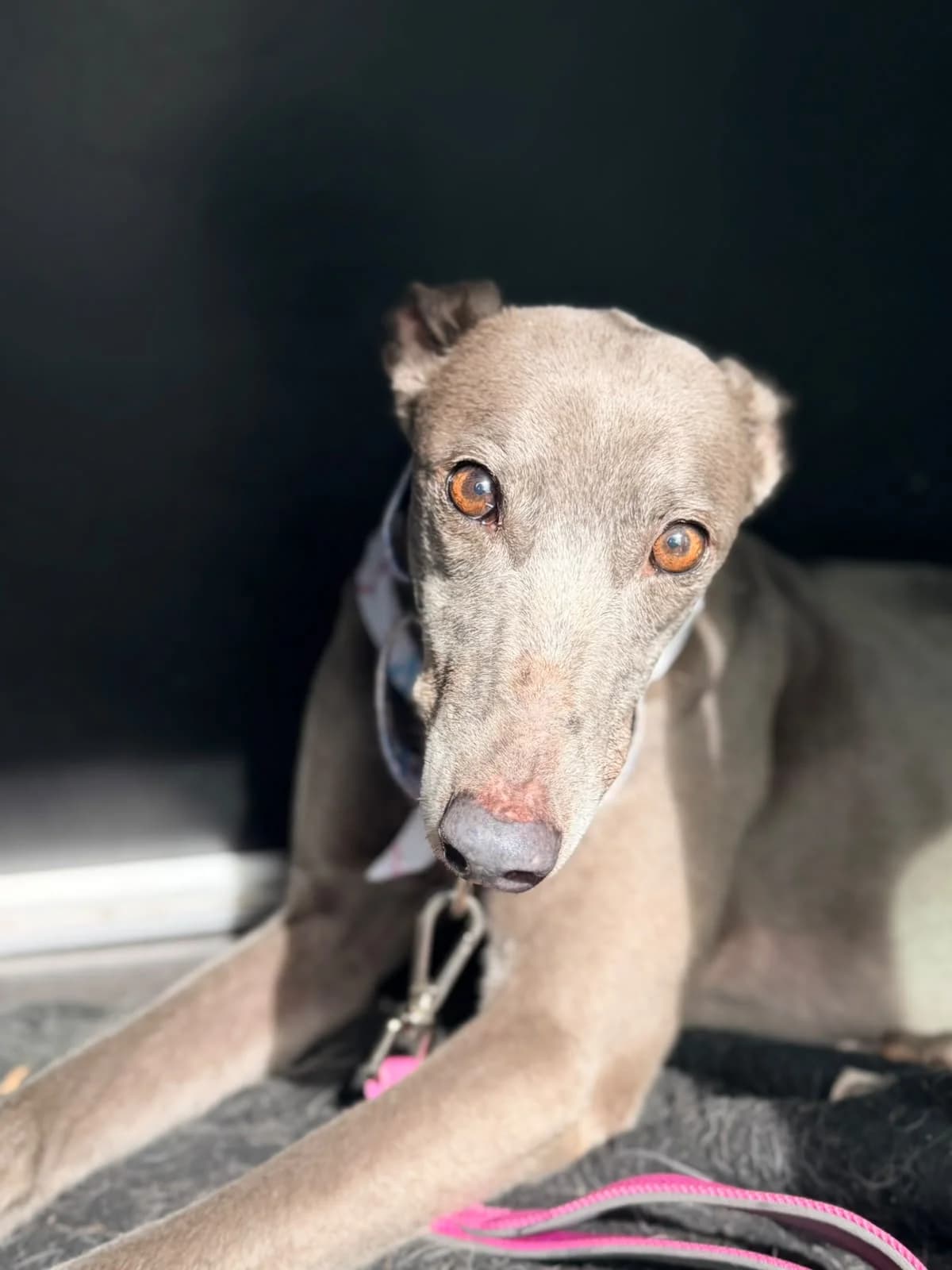 Gem, gra female 7yo Greyhound for adoption at Hundar Utan Hem, Stockholm