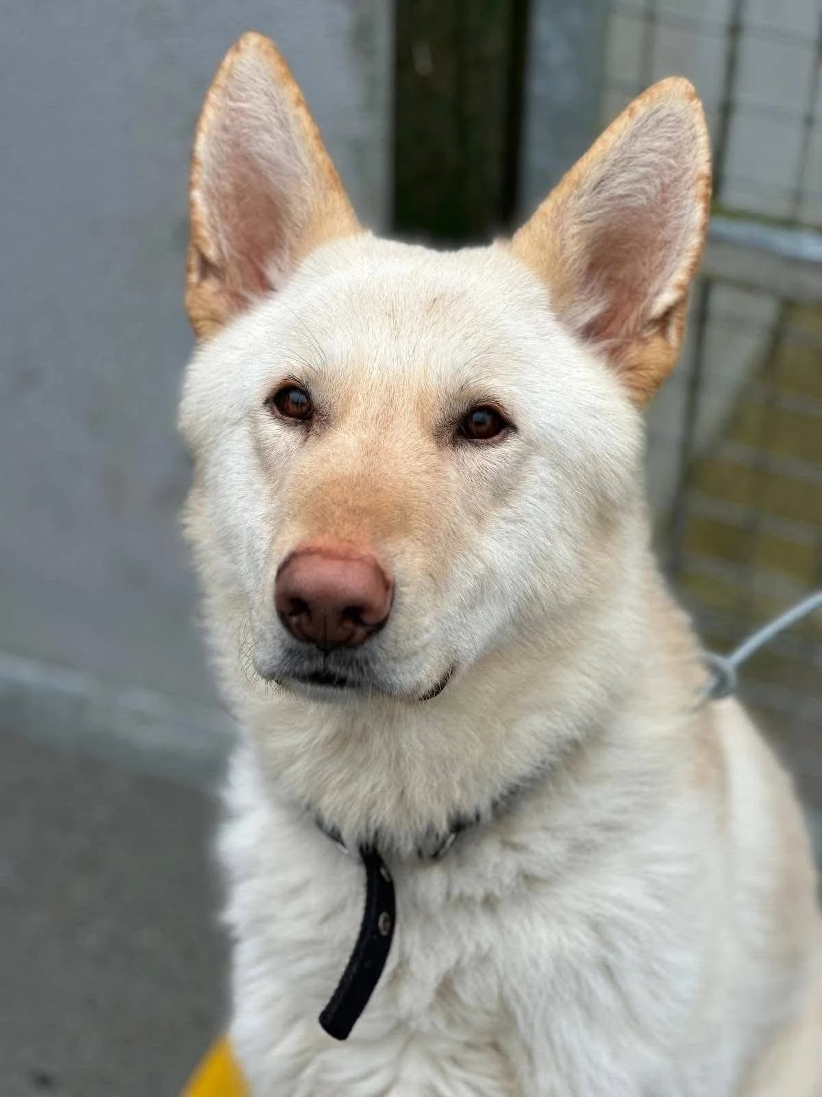 Ghost, male young mixed breed for adoption at Hundar Utan Hem, Stockholm