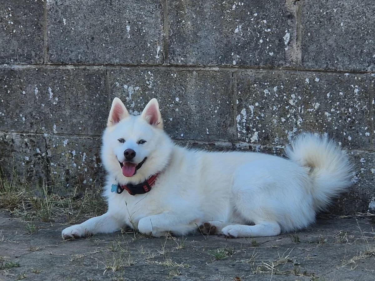 Gino, male young Pomsky for adoption at Hundar Utan Hem, Stockholm