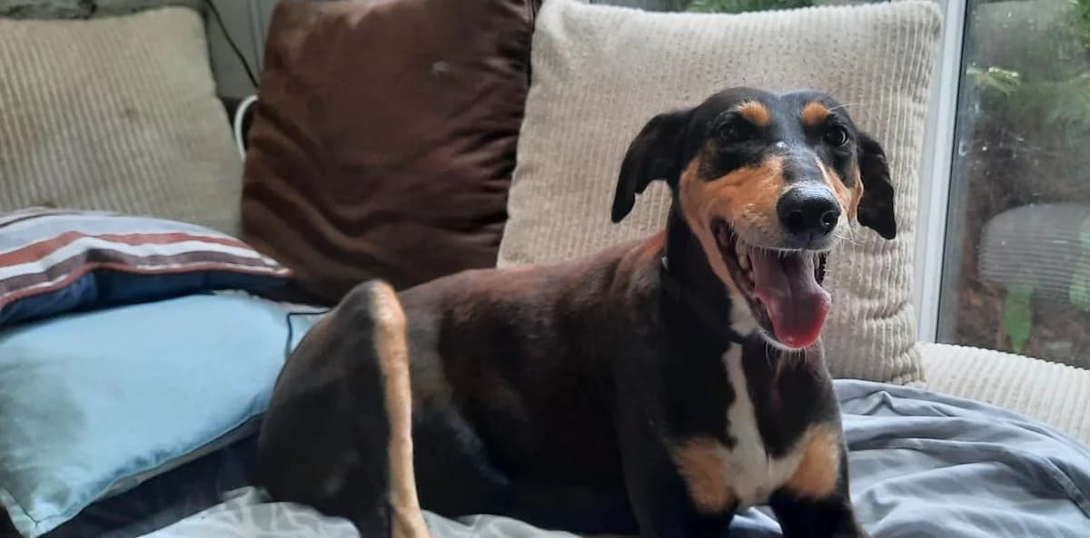Grace, female young Lurcher for adoption at Hundar Utan Hem, Stockholm