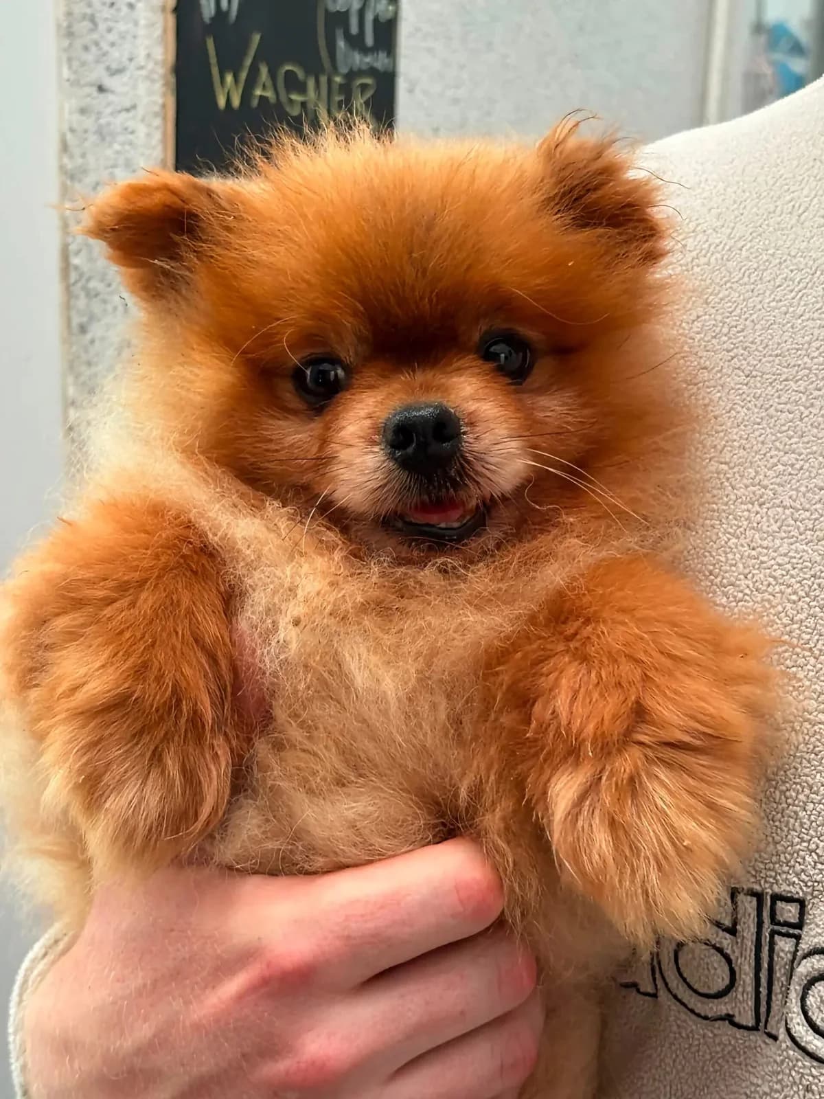 Haaland, male 6yo Pomeranian for adoption at Hundar Utan Hem, Stockholm