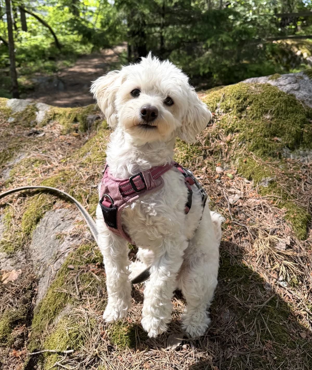 Harry, gra male 6yo Maltese for adoption at Hundar Utan Hem, Stockholm