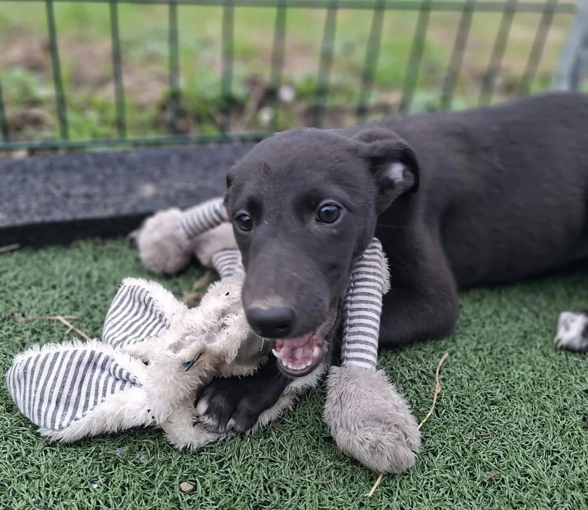 Hayley, female puppy Lurcher for adoption at Hundar Utan Hem, Stockholm