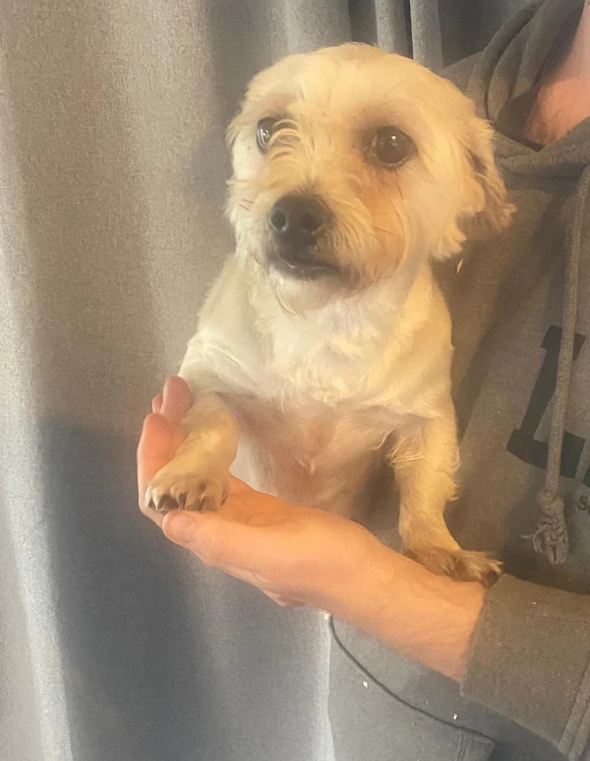 Hazel, female 3yo Havanese for adoption at Hundar Utan Hem, Stockholm