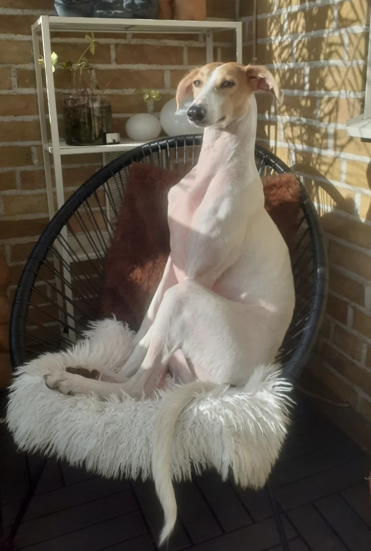 Heidi, female young Lurcher for adoption at Hundar Utan Hem, Stockholm