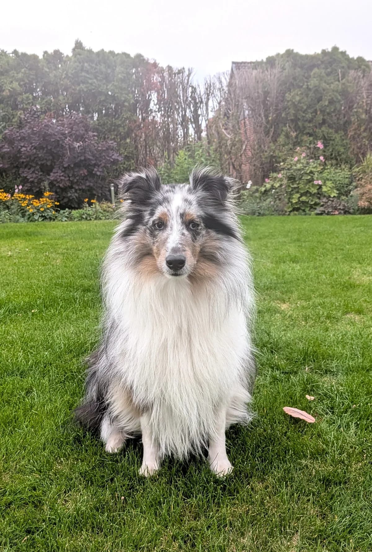 Herman, male 4yo Shetland Sheepdog for adoption at Hundar Utan Hem, Stockholm