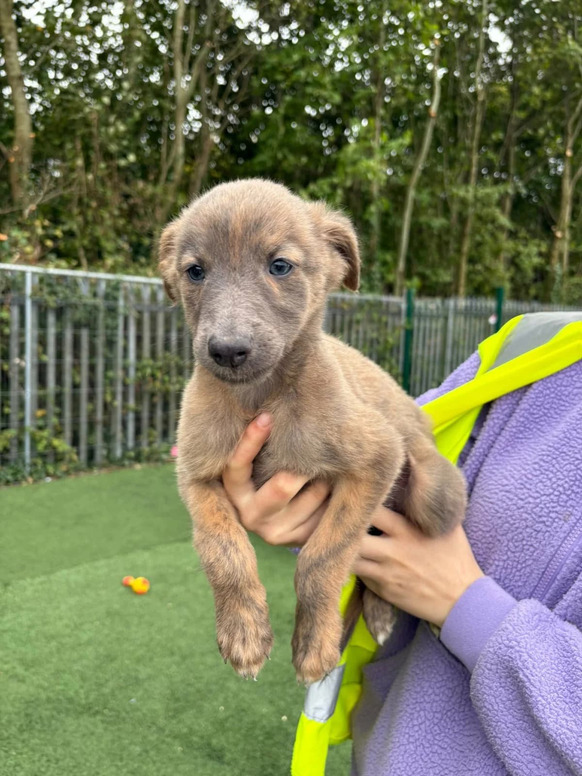 Homer, male puppy Lurcher for adoption at Hundar Utan Hem, Stockholm