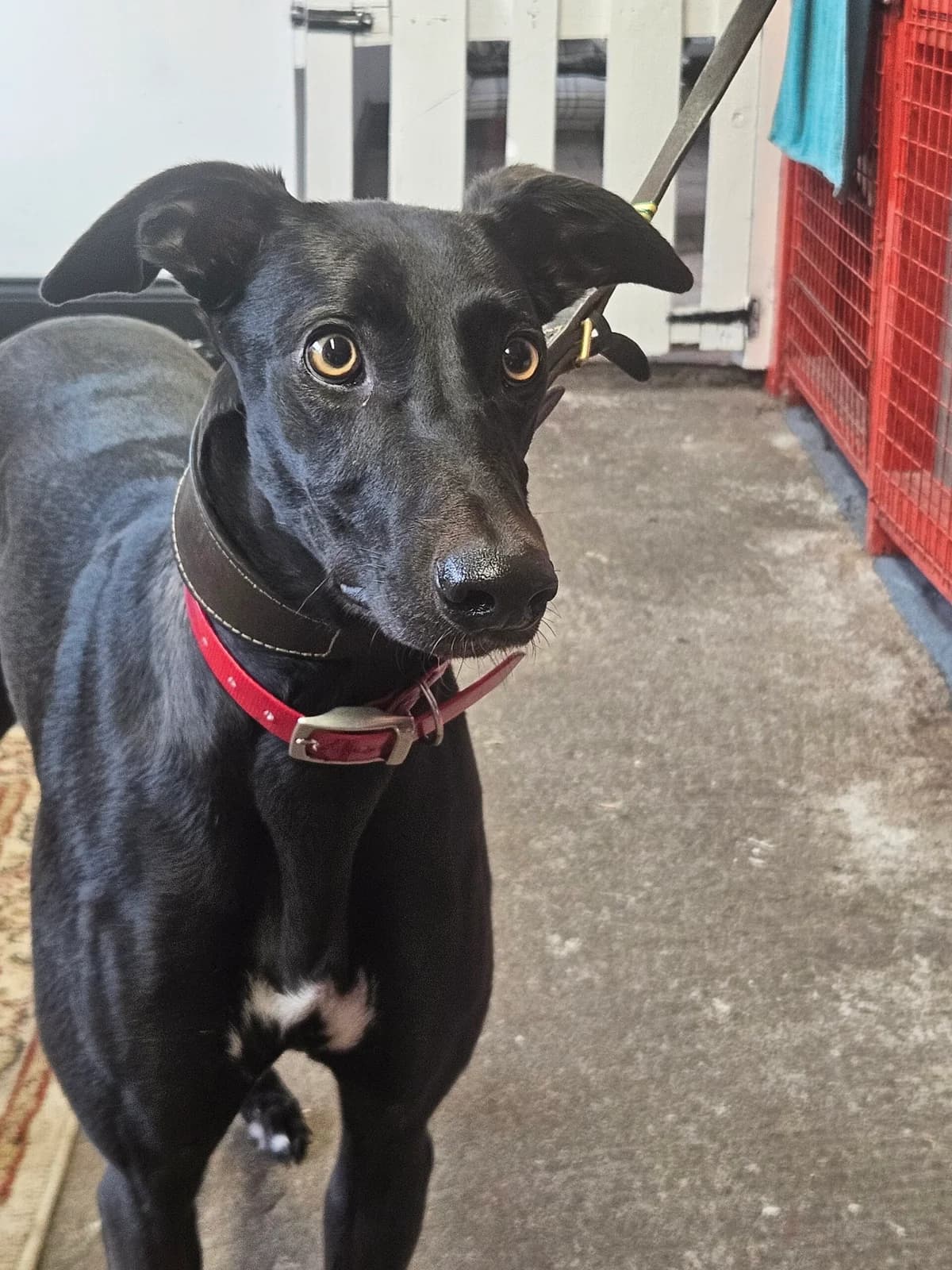 Hope, female young Greyhound for adoption at Hundar Utan Hem, Stockholm