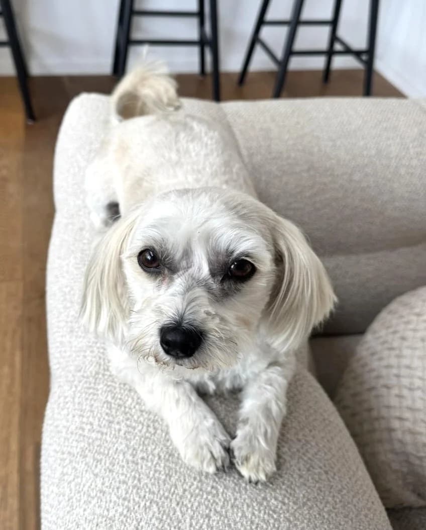 Indy, female young Yorkshire Terrier for adoption at Hundar Utan Hem, Stockholm