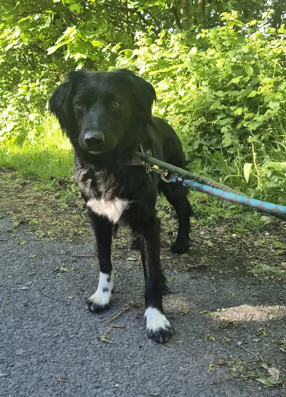 Jenna, female young Border Collie for adoption at Hundar Utan Hem, Stockholm