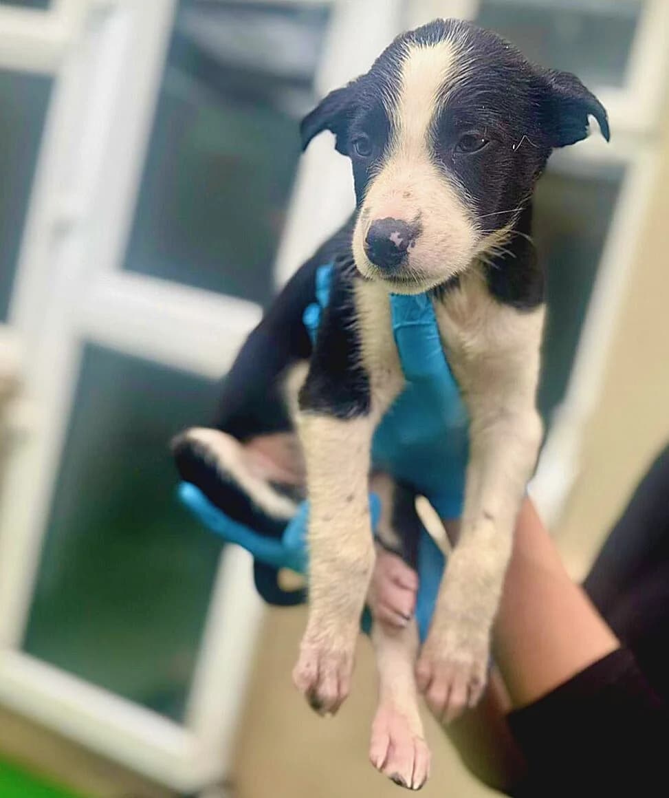 Jimmy, male puppy Border Collie for adoption at Hundar Utan Hem, Stockholm