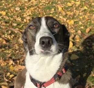 Jojo, female 3yo mixed breed for adoption at Hundar Utan Hem, Stockholm