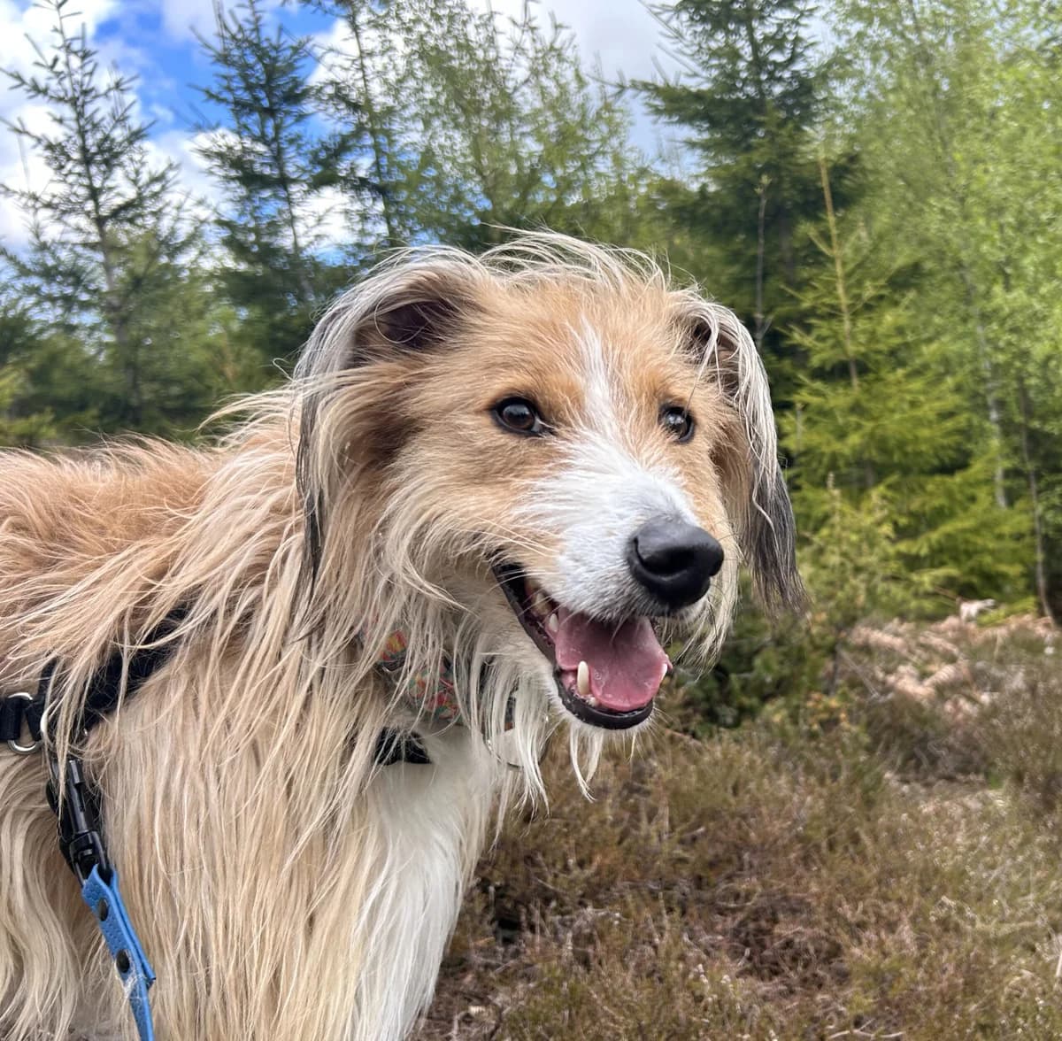 Joppe (f.d. David), male 4yo Lurcher for adoption at Hundar Utan Hem, Stockholm