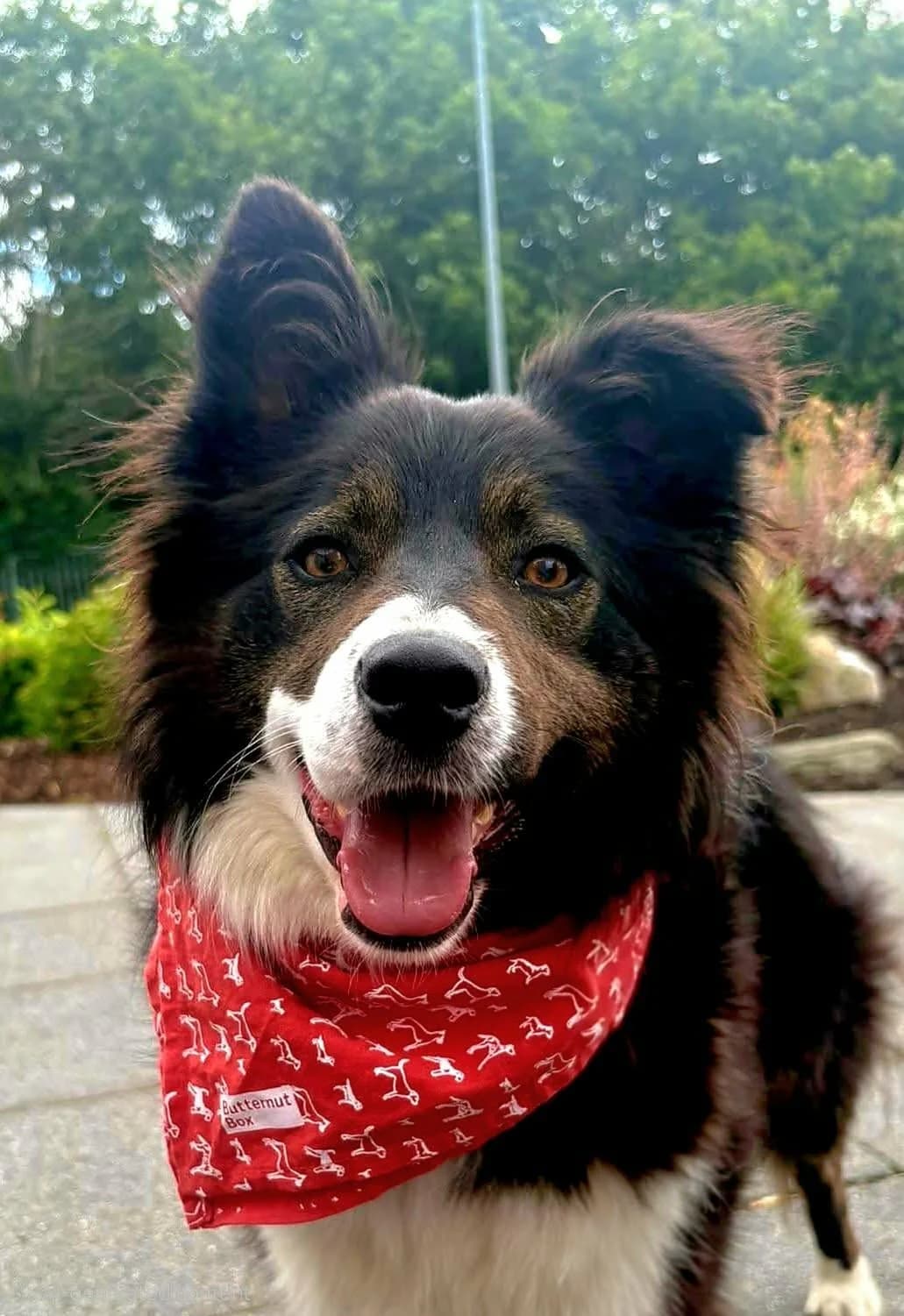 Katie, female young Border Collie for adoption at Hundar Utan Hem, Stockholm