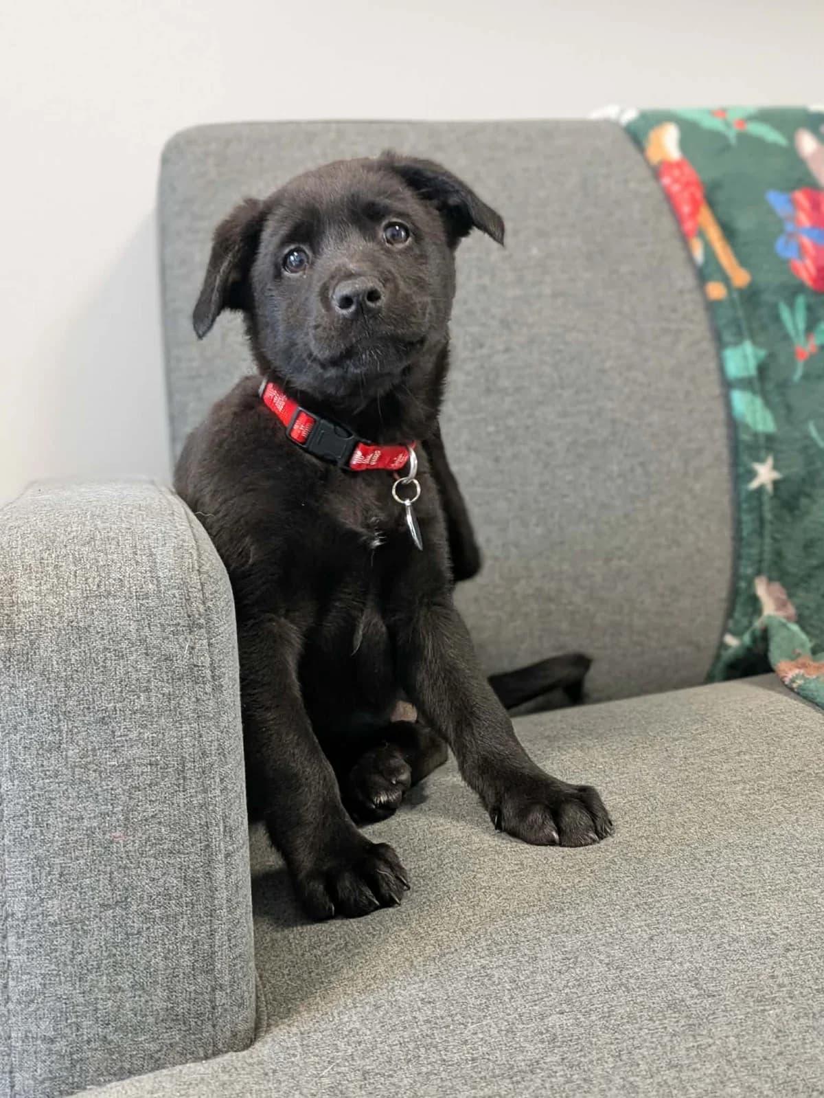 Keiko, female puppy Labrador Retriever for adoption at Hundar Utan Hem, Stockholm