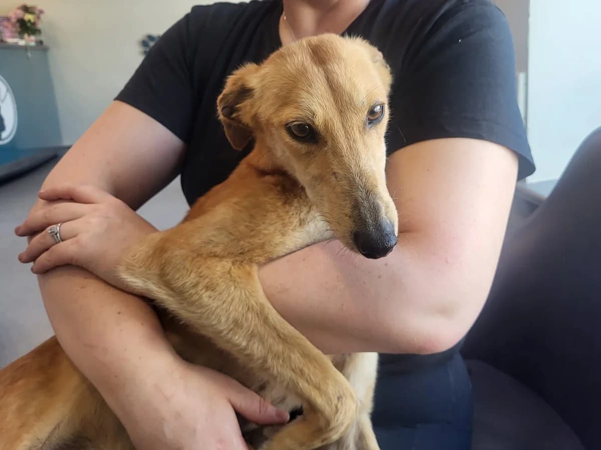 Kendell, female young Whippet for adoption at Hundar Utan Hem, Stockholm