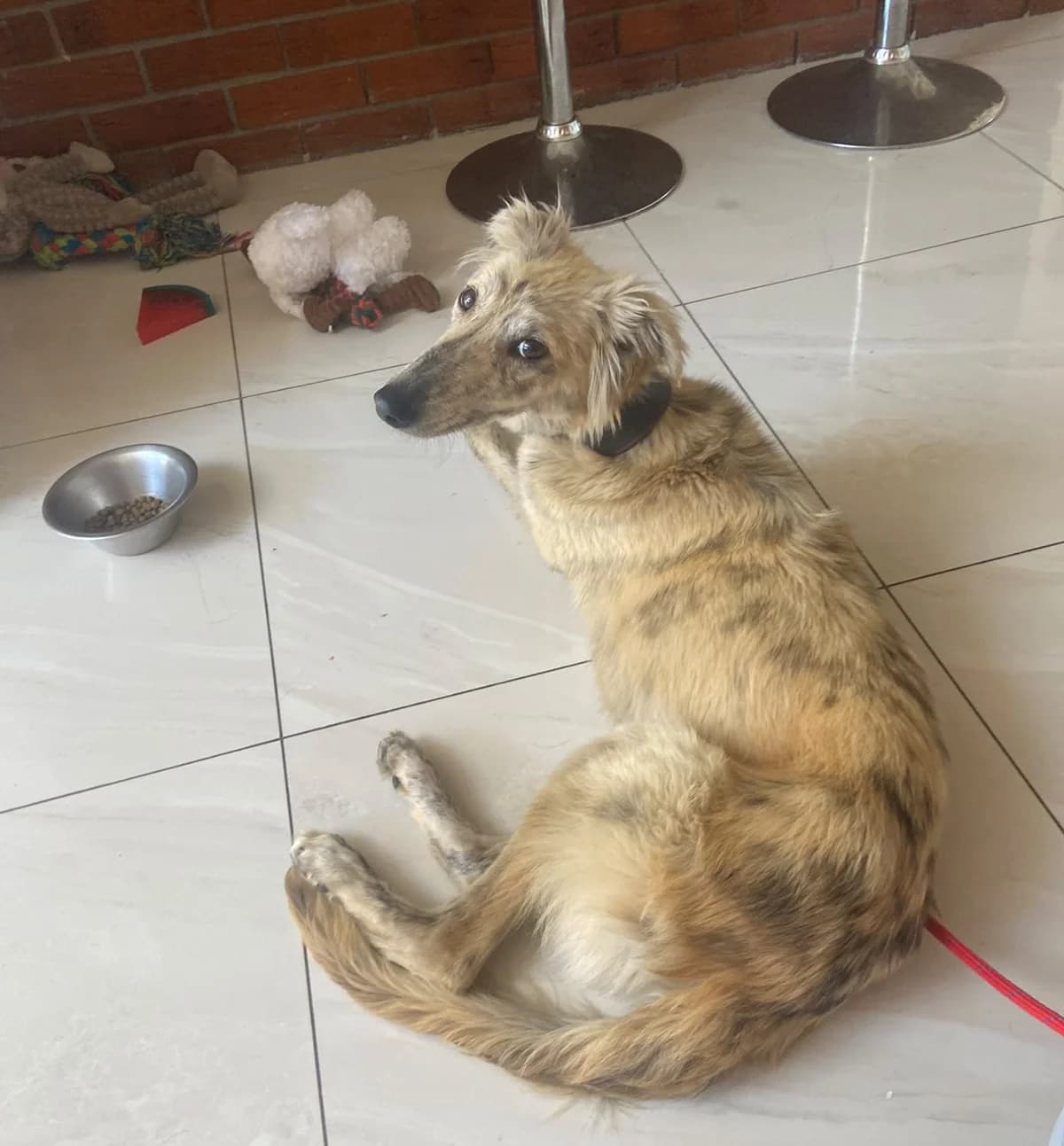Kenny, male young Saluki for adoption at Hundar Utan Hem, Stockholm