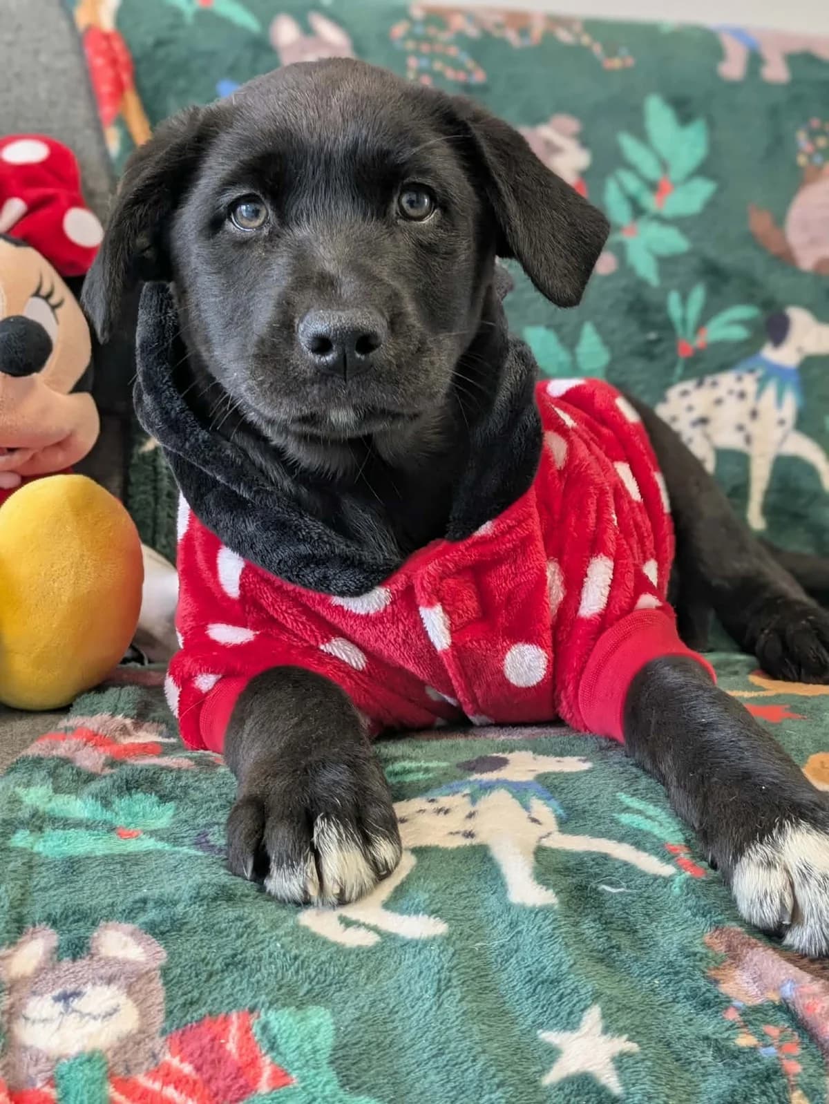 Kenzie, female puppy Labrador Retriever for adoption at Hundar Utan Hem, Stockholm