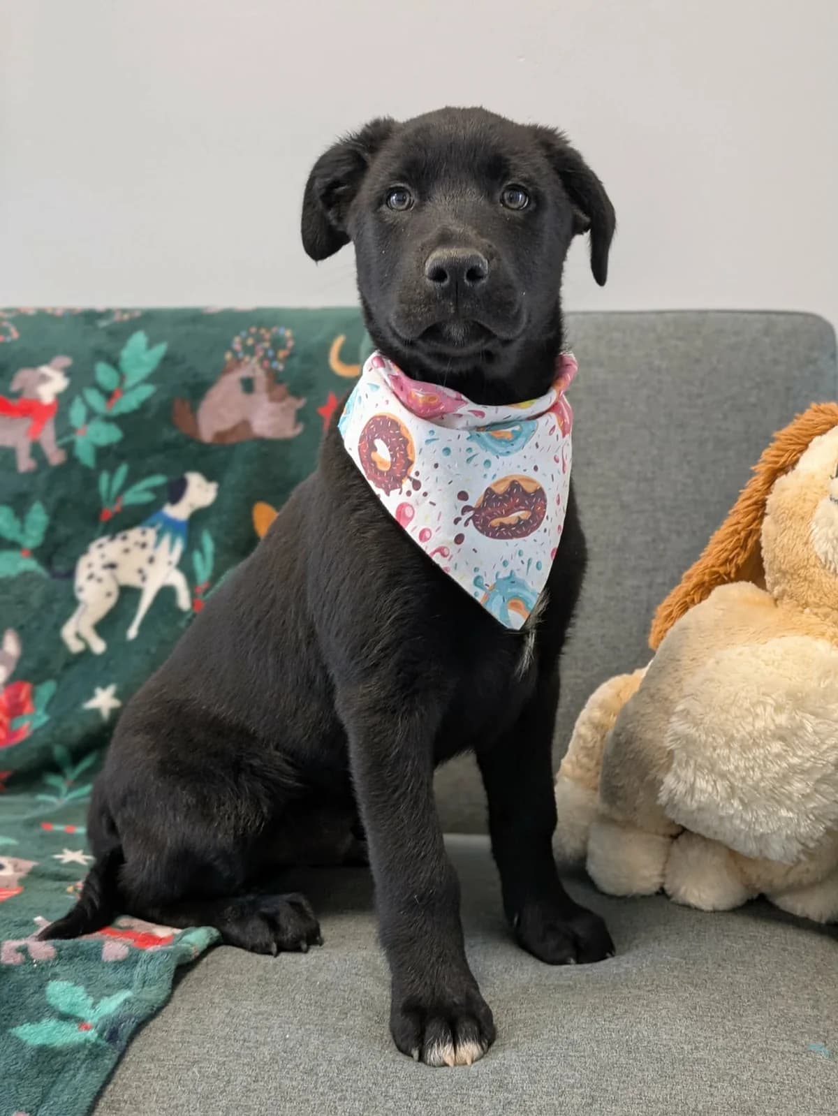 Kenzo, male puppy Labrador Retriever for adoption at Hundar Utan Hem, Stockholm