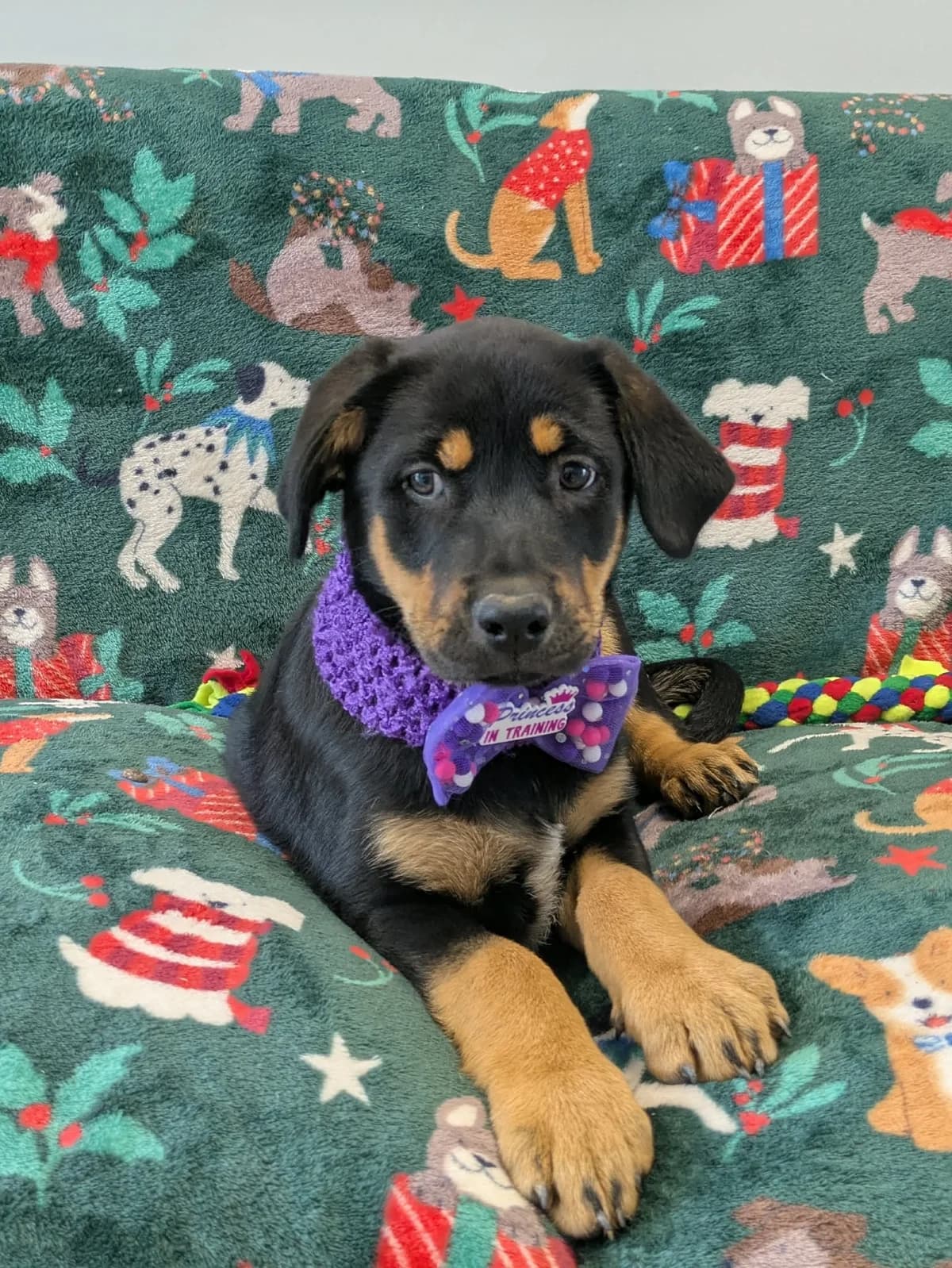 Khalia, guld female puppy Labrador Retriever for adoption at Hundar Utan Hem, Stockholm