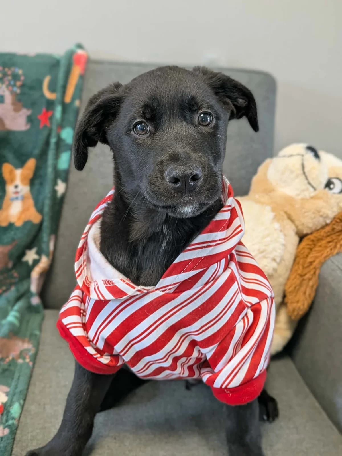 Kiara, female puppy Labrador Retriever for adoption at Hundar Utan Hem, Stockholm