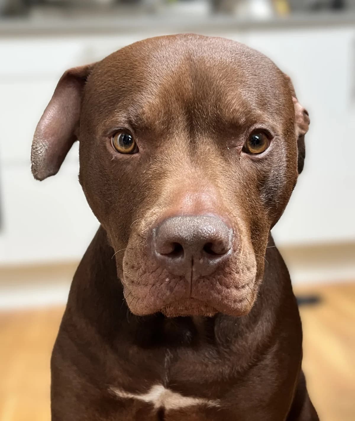 Koffee, gra male 6yo American Staffordshire Terrier for adoption at Hundar Utan Hem, Stockholm