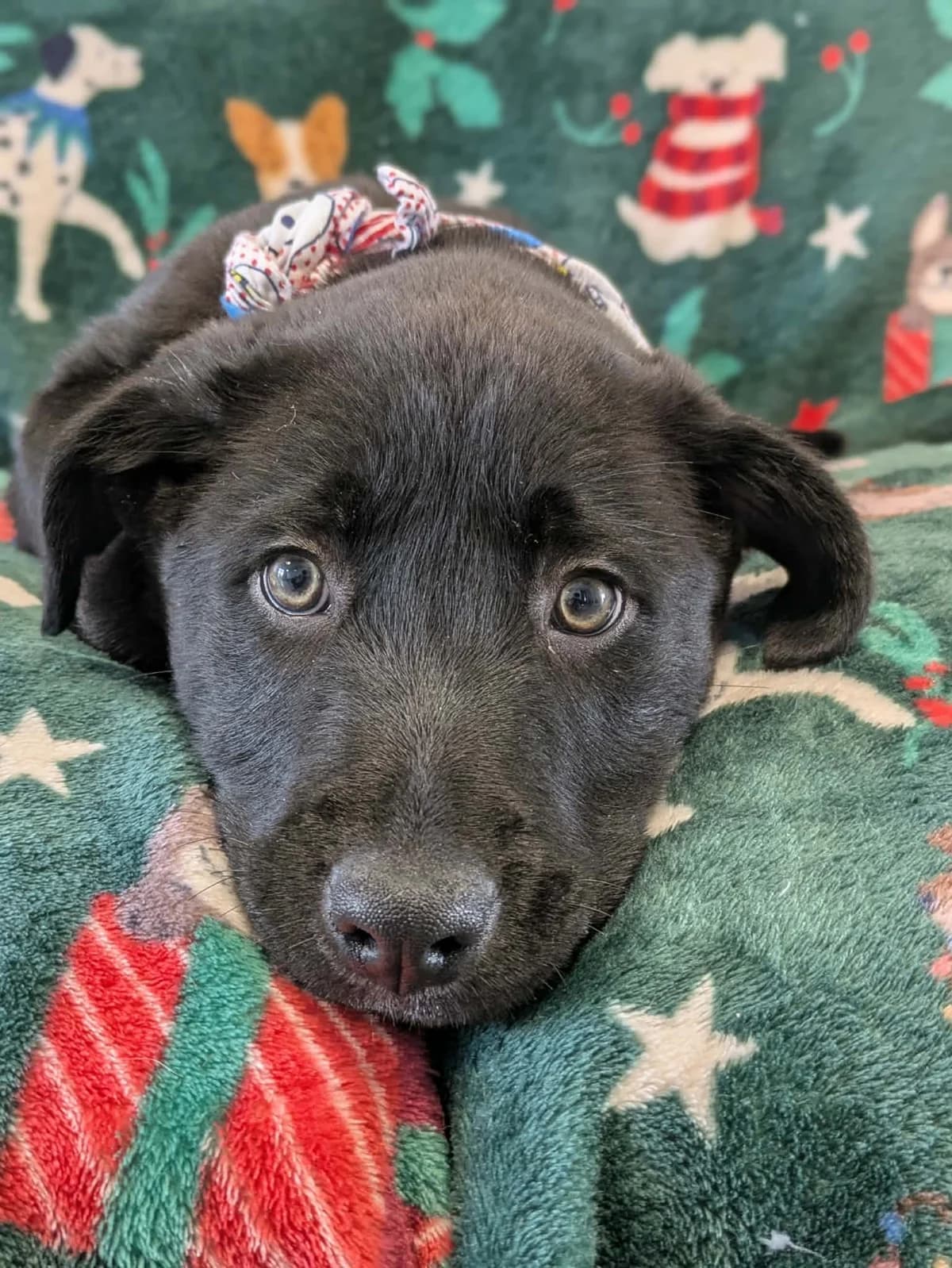Kyrie, male puppy Labrador Retriever for adoption at Hundar Utan Hem, Stockholm