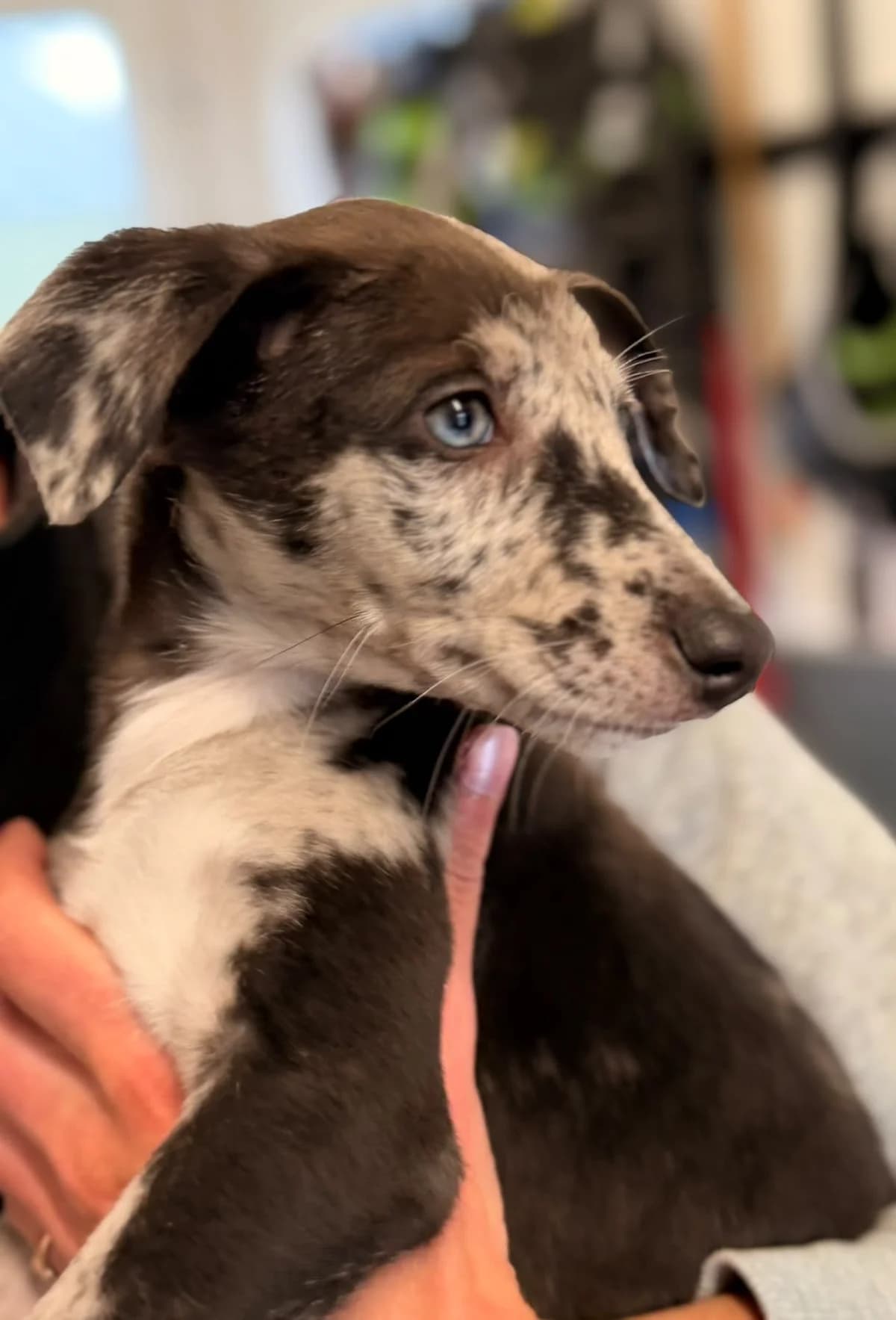 Layla, female puppy Lurcher for adoption at Hundar Utan Hem, Stockholm