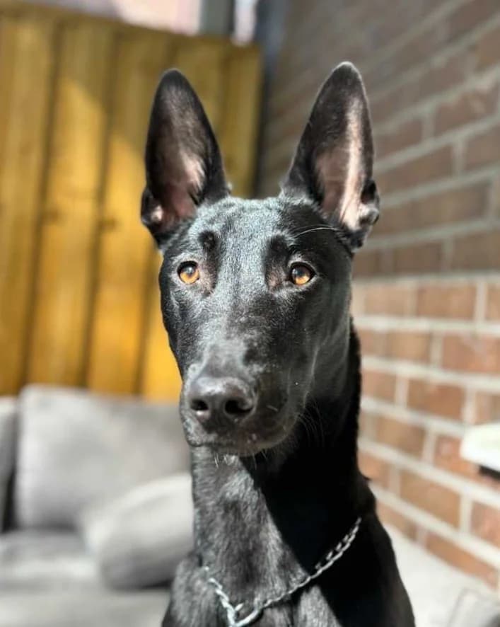 Lily (f.d. Patricia), female young Mixed Breed for adoption at Hundar Utan Hem, Stockholm