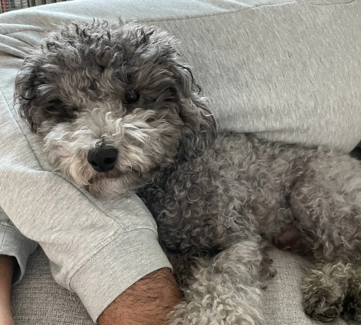 Lingo, male 5yo Poodle for adoption at Hundar Utan Hem, Stockholm