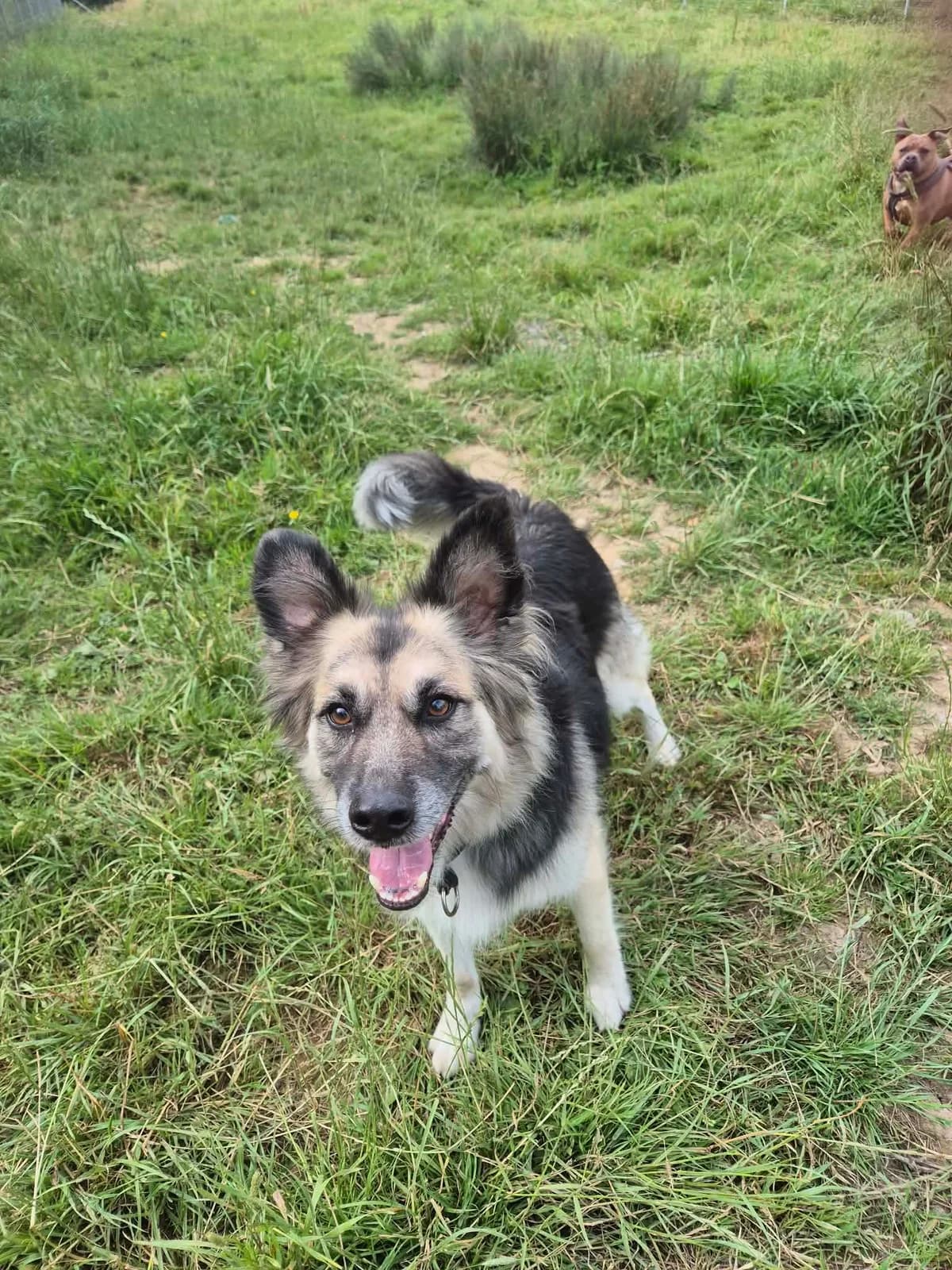 Loki, male 5yo mixed breed for adoption at Hundar Utan Hem, Stockholm