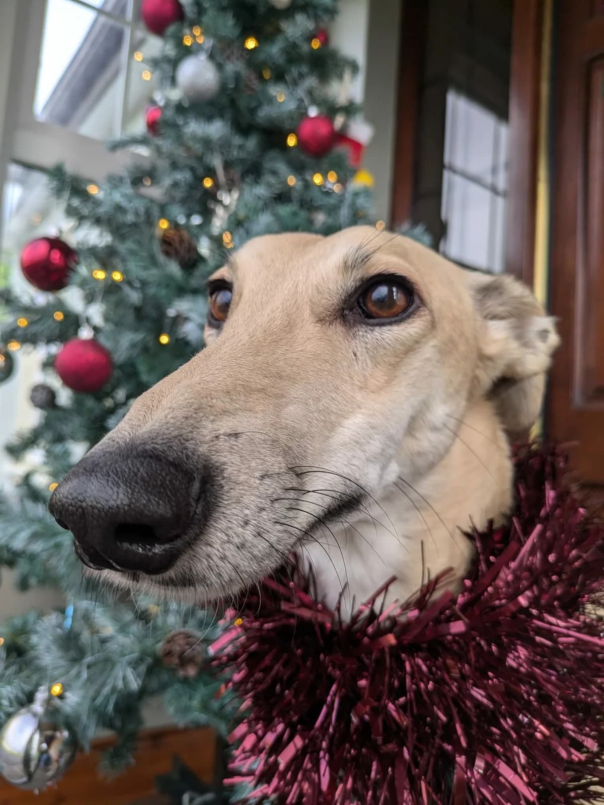 Louie, male 5yo Lurcher for adoption at Hundar Utan Hem, Stockholm