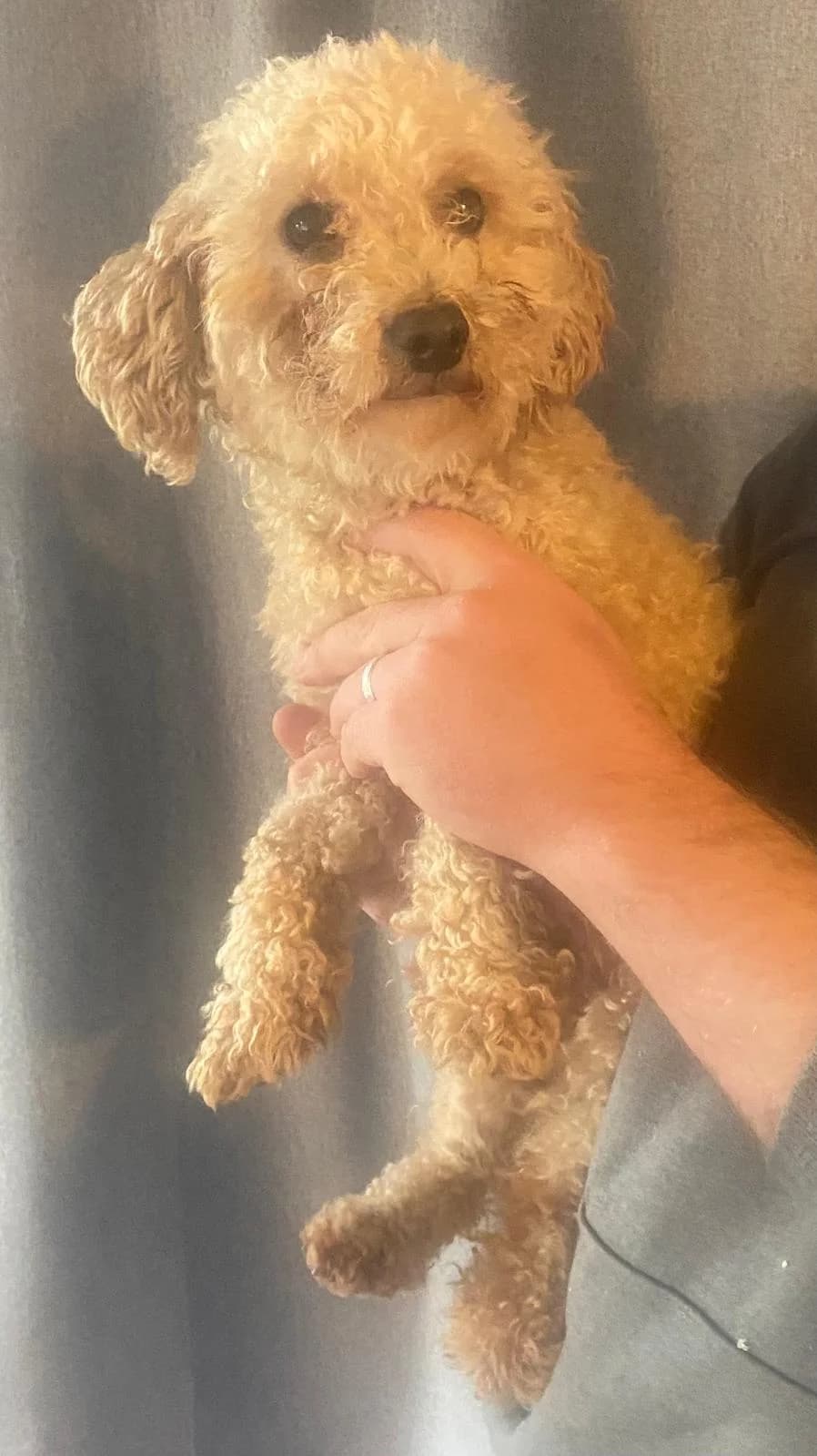 Lucy, female young Poodle for adoption at Hundar Utan Hem, Stockholm