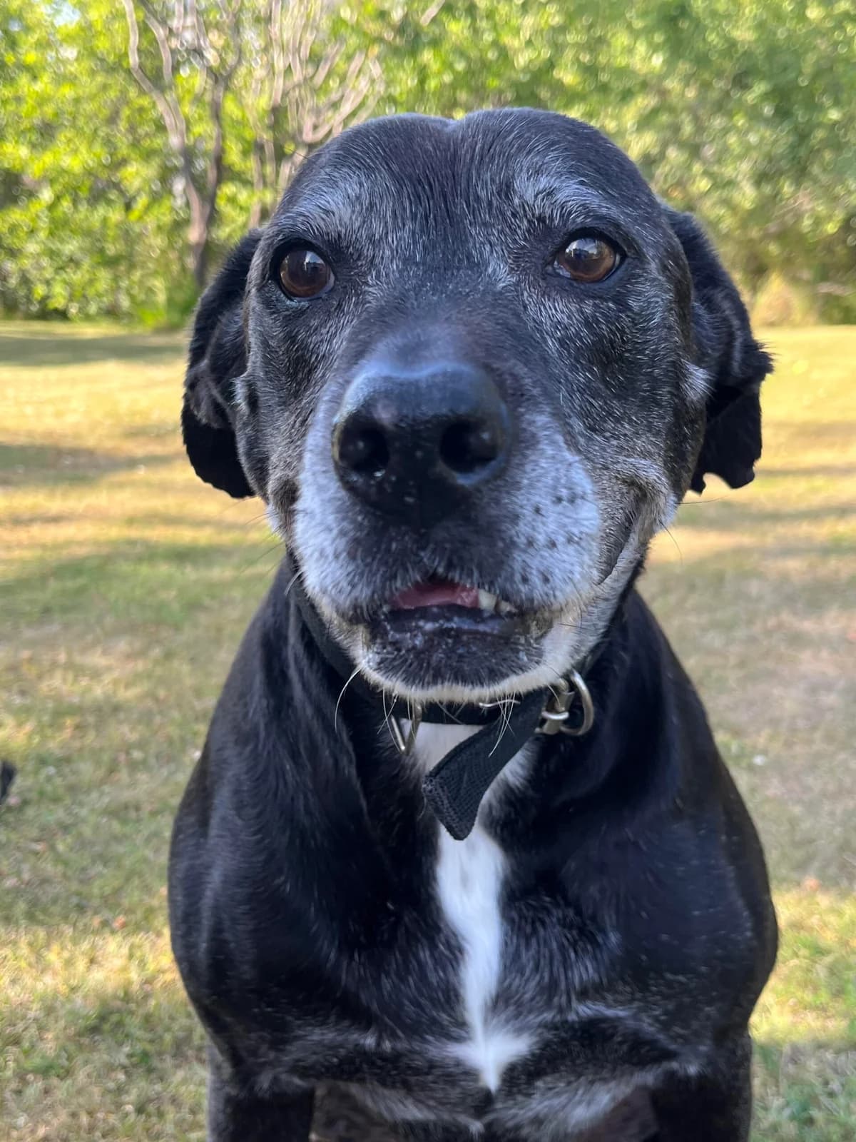 Macho, gra male senior Labrador Retriever for adoption at Hundar Utan Hem, Stockholm
