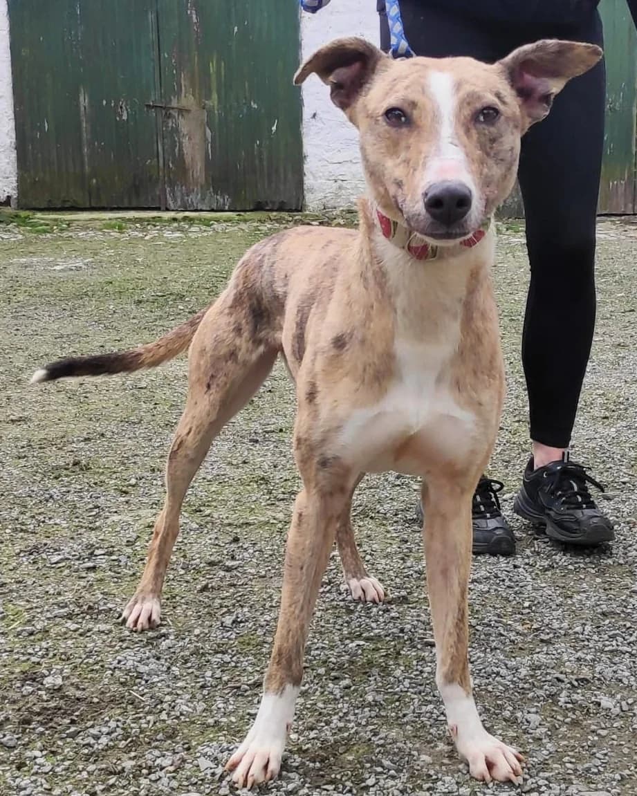 Marbles, female young Lurcher for adoption at Hundar Utan Hem, Stockholm